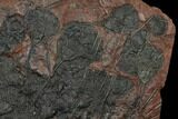 Silurian Fossil Crinoid (Scyphocrinites) Plate - Morocco #134289-2